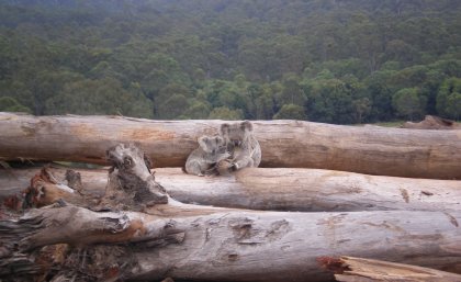 Two koalas sitting on fallen tree trunks